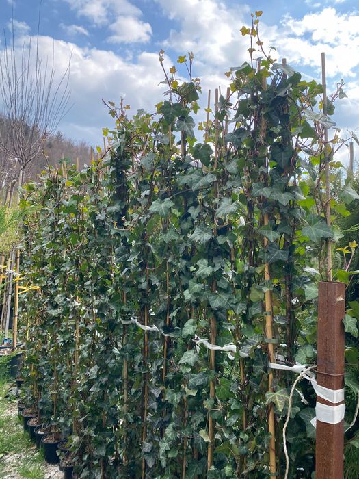 Amenajează-ți Grădina cu Plante Ornamentale