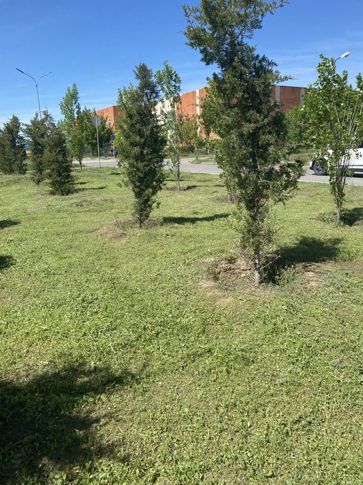 Шөп шабамын тримермен/ Кошения травы тримером