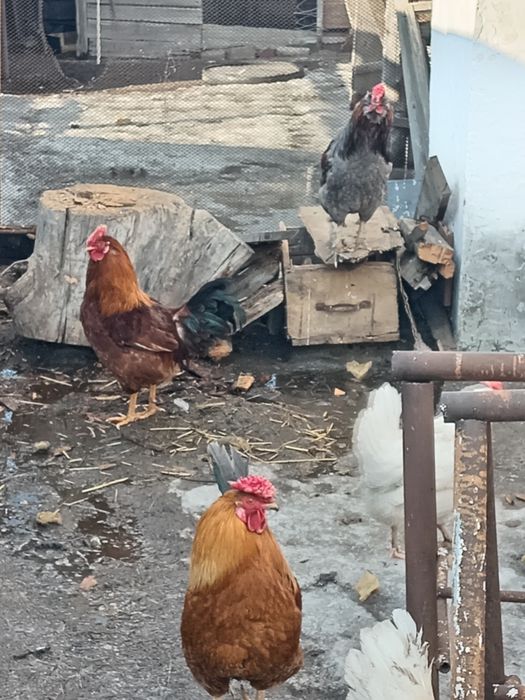 Продам молодых петухов