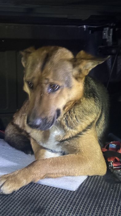 Найдена собака в г. Конаев