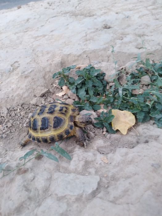 Toshbaqa sotlad прадаётса черепаха