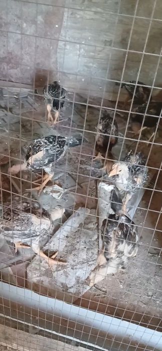 Parodniy jujalar sotiladi 100ming keliwiladi