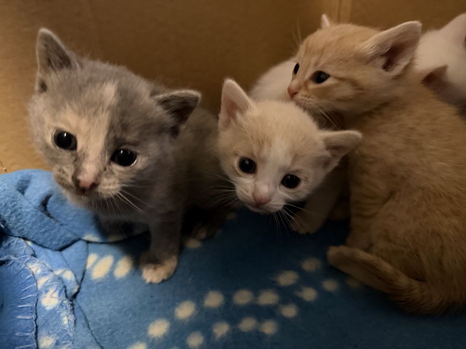 Отдам котят в добрые руки