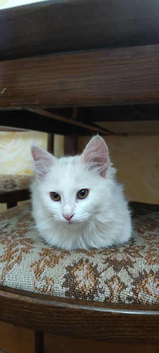 Отдам в хорошие руки котенка, кошечку