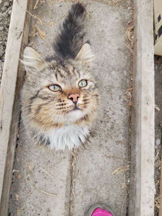 Отдам котика пушистый