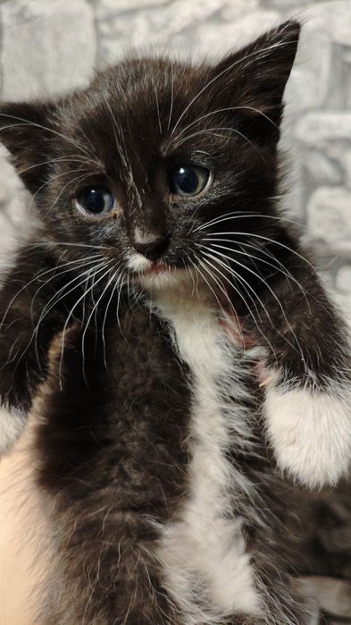 Отдам котенка девочку