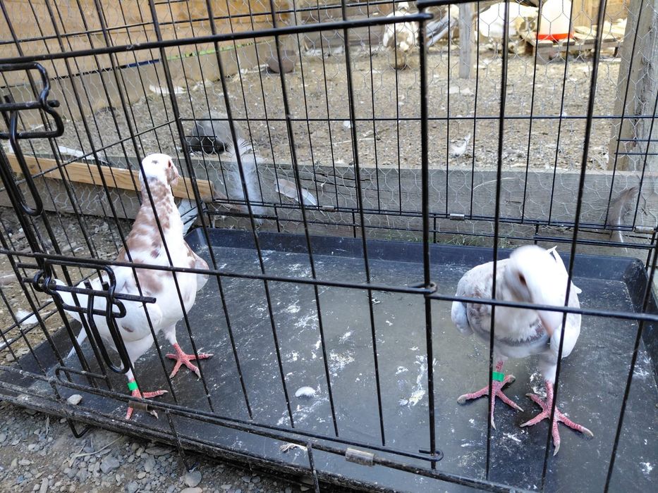 Porumbei de ornament