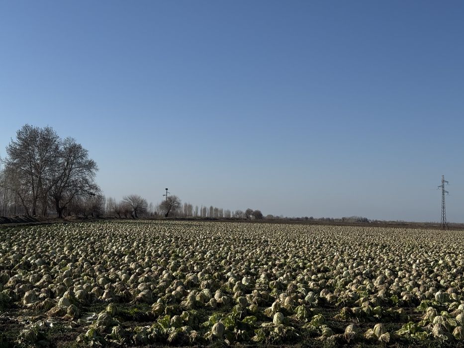 Chimchi bonka 3gektar