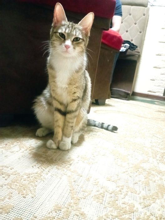 Uy mushugi qaytarib olinmaydi