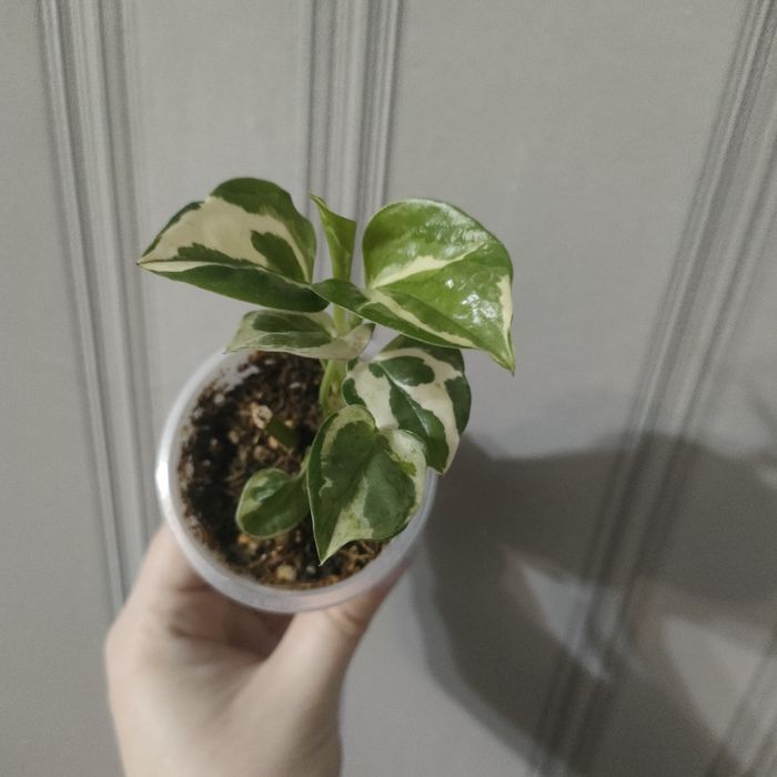 Цветы комнатные разные