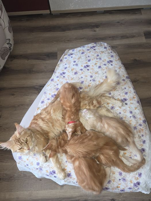 Disponibili 3 femele și un mascul