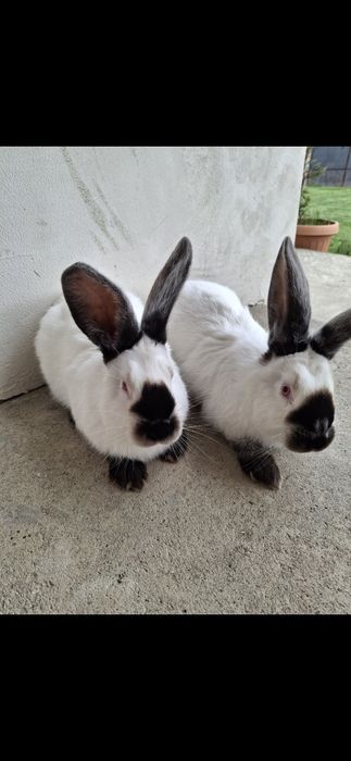 Urias de Transilvania