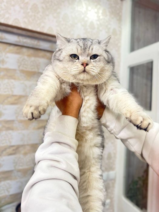 Кошка Британские серебристые шиншилла