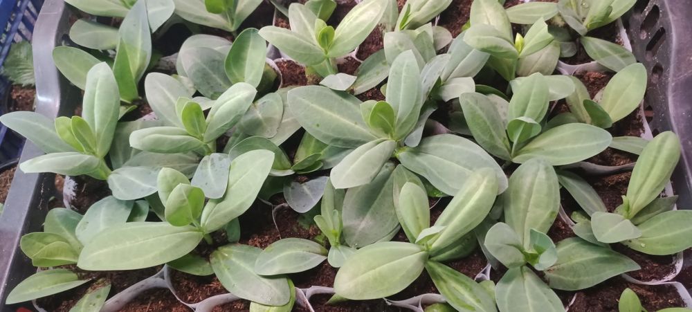 Рассада однолетних и многолетних цветов