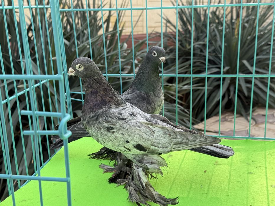 Голуби жолтые пара