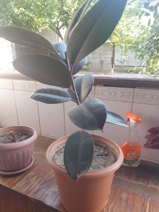 Продам комнатные цветы