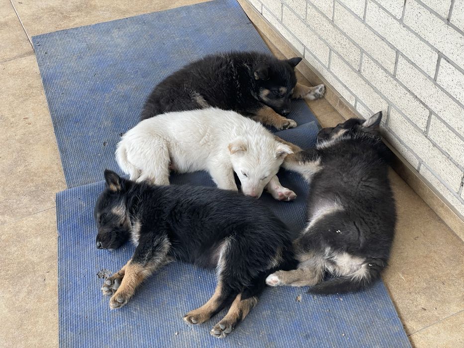 Щенки овчарки. Овчарка.