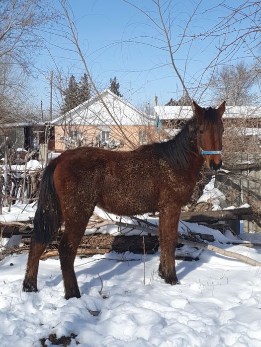 Тай сатылады жуас