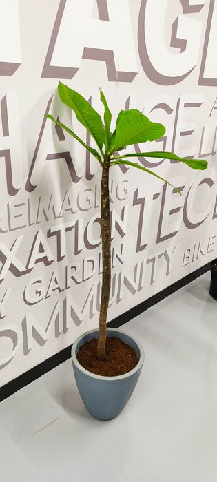 Plumeria (Frangipani) plante mature in ghiveci