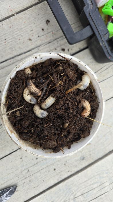 Личинки майского жука