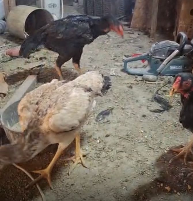 Продам курей даканих