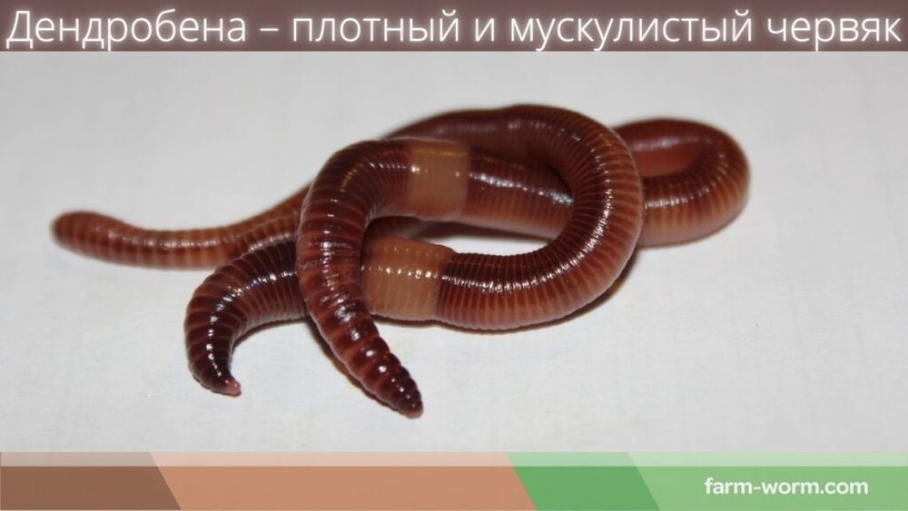 Крупные черви для рыбалки.