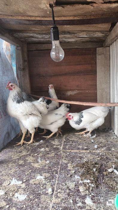 Адлер қораз сатылады