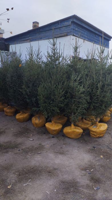 Ель сибирская, Березы