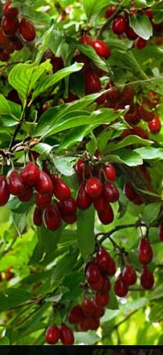 Cais.Prun Nuci Chandler Aluni Visin Castan.Kaki.Rodi. Ciresi 
Paulowni