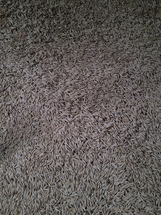 Ovaz de semința c 2