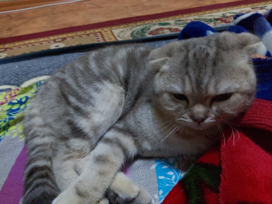 Кошка шатланский