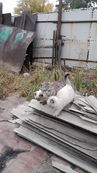 Отдам котят в добрые руки