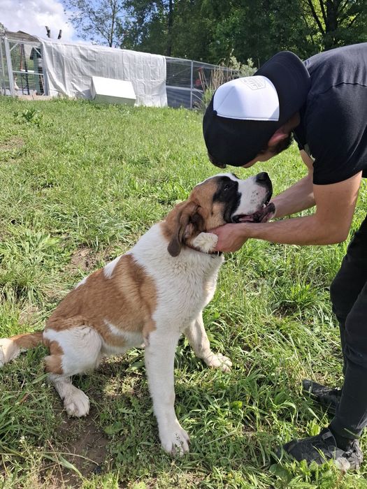 Saint Bernard femelă cu pedigree