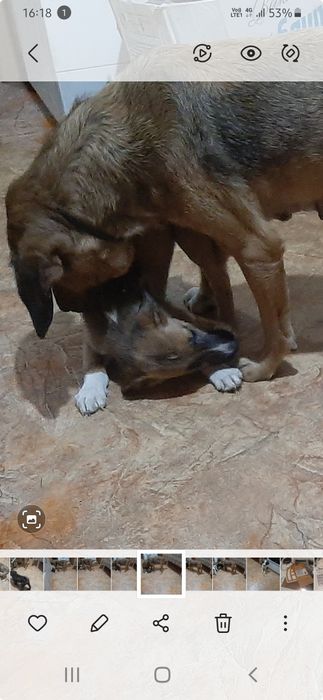 Щенки в добрые руки