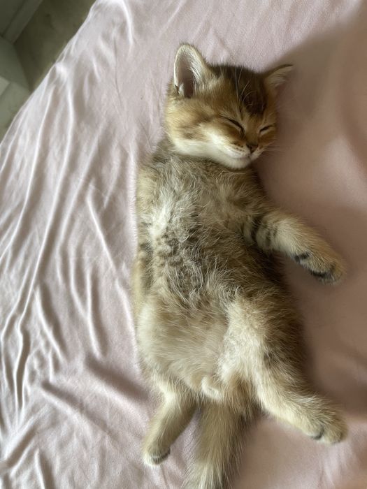 Black Golden Shaded (ny11).British Shorthair
