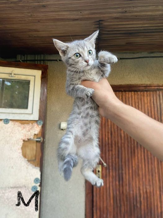 Отдам котят в добрые руки.