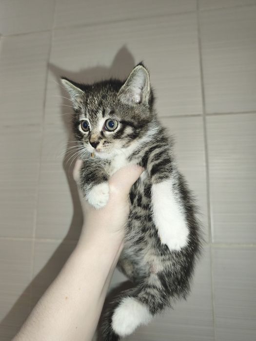 Милашка котенок ищет свой дом