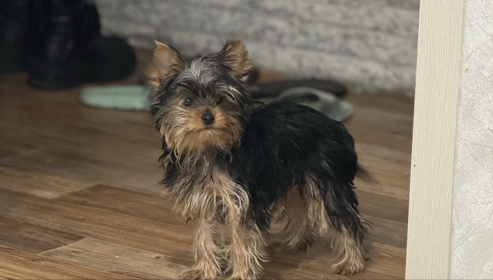 Йоркширский  терьер