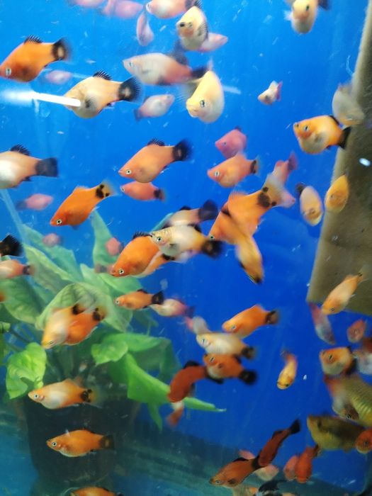 Продажа аквариумных рыб