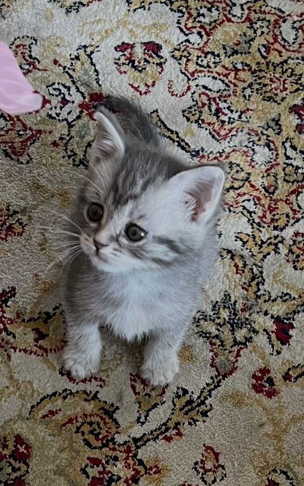 отдам котят мальчиков в добрые руки