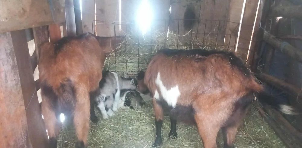 Vând capre Alpine sau la schimb pe oi