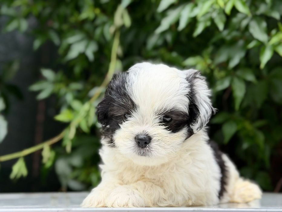 Mascul Shih Tzu, exemplar deosebit!