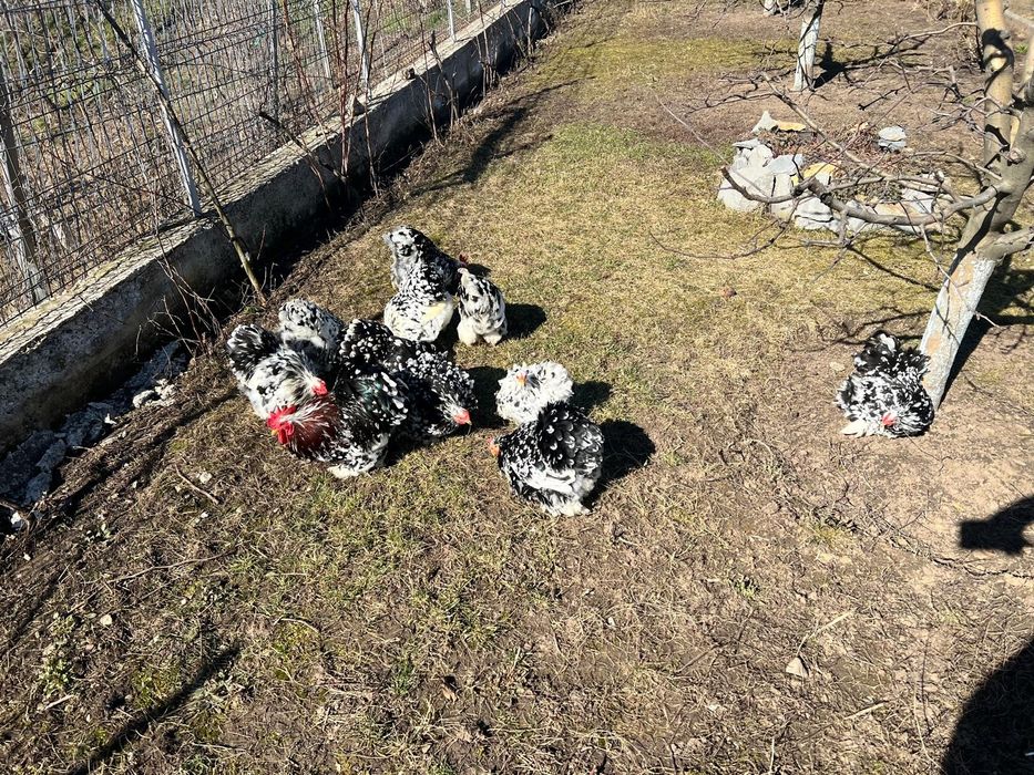 Vând Cochinchina pitic