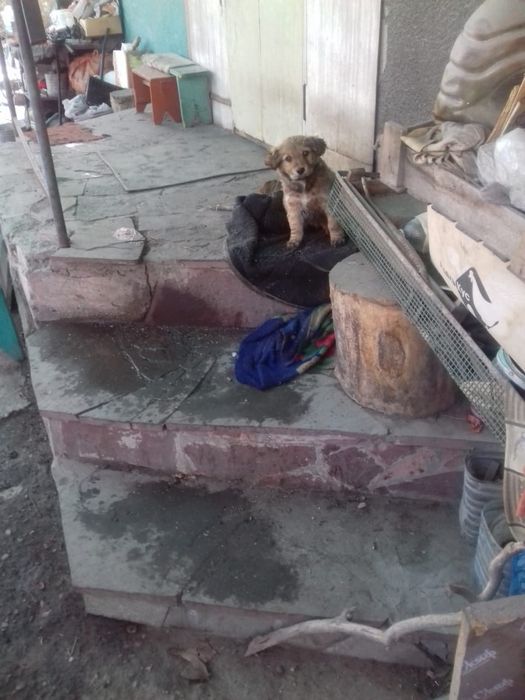 Отдам щенка девочку