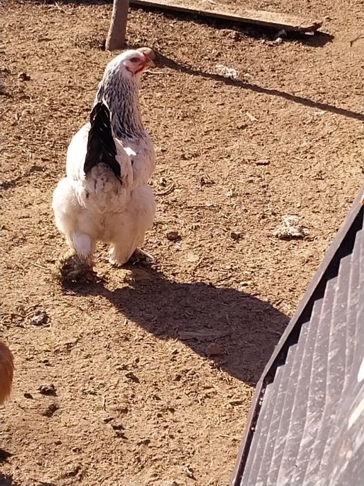 Курицы  домашние