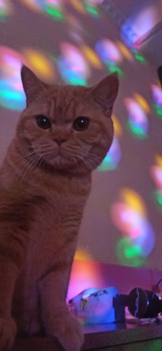 Ищем кошку. Вязка