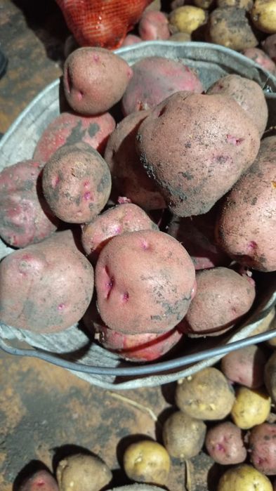 Продам  отличный картофель