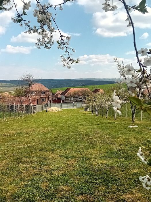 Teren intravilan curte