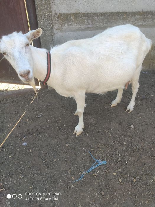Vând capra albă cu lapte, cu două fătări