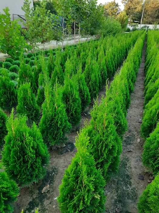 Tuia direct din pepiniera